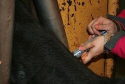 While antibiotic treatments can reduce the impact of BRD, preventive measures can minimize the need for treatments and potentially slow the progression of antimicrobial resistance. 