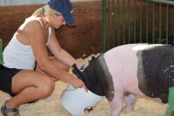 Pig drinking