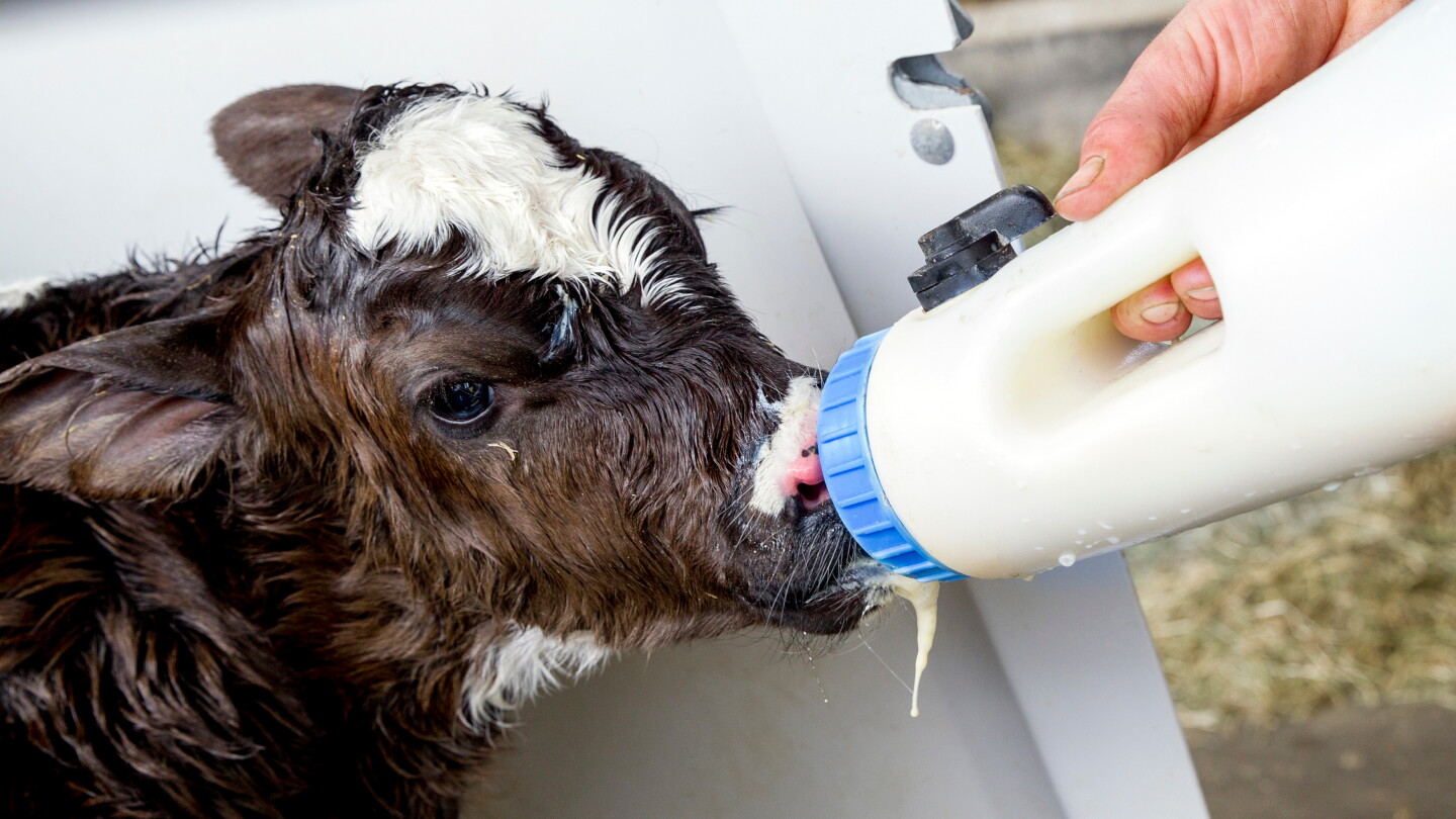 Calastros Enhancing Maternal Colostrum for Optimal Calf Health and Performance ...
