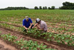 The Musselwhites in Georgia are only growing e3 cotton this year, a new variety helping share farmers’ stories by tracing cotton from the farm to American flags. 