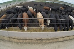 Feedyard losses exceeded $200 per head last week.