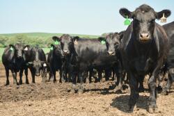 DR-CAB-Insider-Feedlot-840.jpg