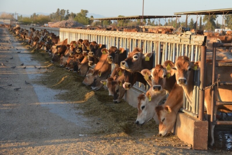 DT_Dairy_Cows_Jersey_Arizona