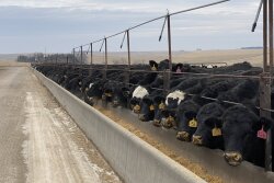 Neb Feedlot