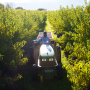Talbott Farms Inc. peach harvest