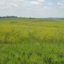 Sweet clover provides many benefits to the soil and wildlife and can be an excellent forage.