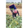 A worker harvests product for Lakeside Organic Gardens LLC. The company has a yearround program of 50 commodities, says Marliese McWherter, creative marketing manager.
