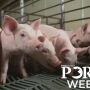 PORK Week Pigs