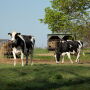 Holstein cows