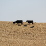 Supplementation is important for pairs grazing cornstalk residue. 