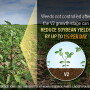 Tough broadleaf weed escapes stand out in a field of Missouri soybeans.