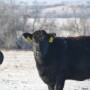 BT_Winter_Cattle_Snow