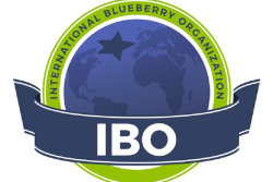 international  blueberry organization IBO