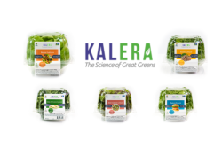 Kalera lettuce.png