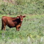 FH Steer