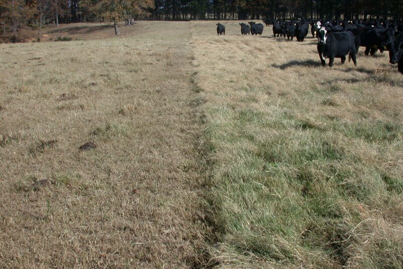Stockpiling forages and feeding small grains crops year-round can help cattle producers offset the higher costs of hay.