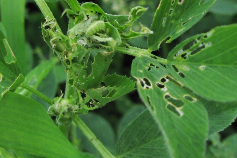 Alfalfa Weevil