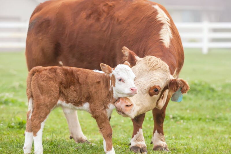 Cows.JPG