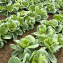 Field of green cabbage
