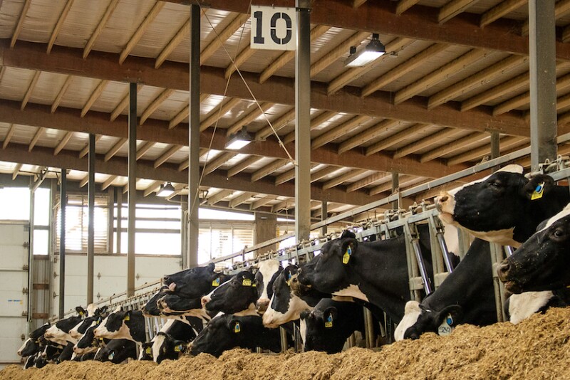 Dairy Holsteins Feedbunk_Taylor Leach