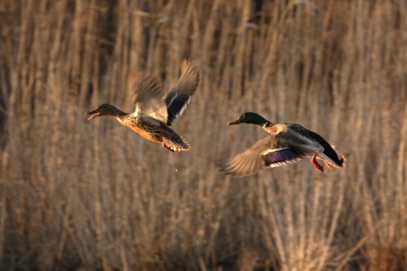 Growers can tick off all the boxes of weed defense and still get nailed by a feathered threat from above.