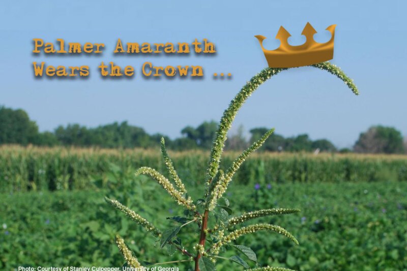 Palmer amaranth growing in a Georgia cotton field. 