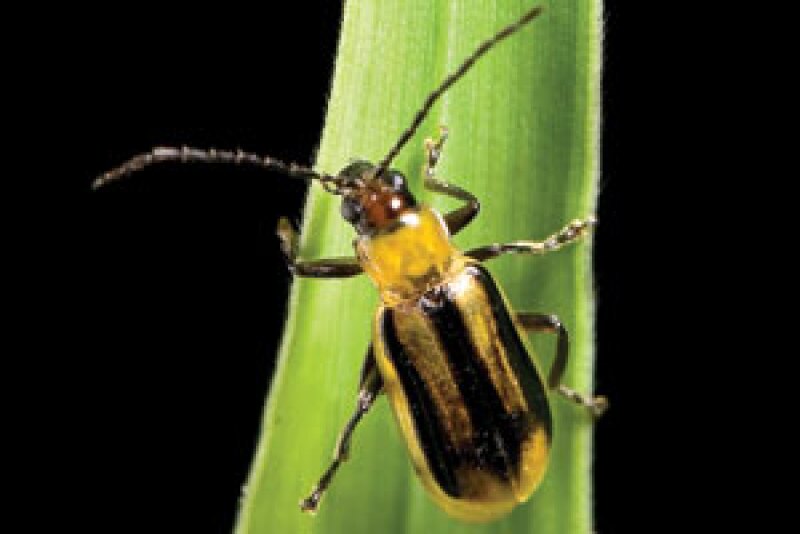 Western corn rootworm