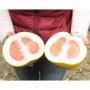 Pummelos are just one of the specialty citrus varieties from Bee Sweet Citrus.