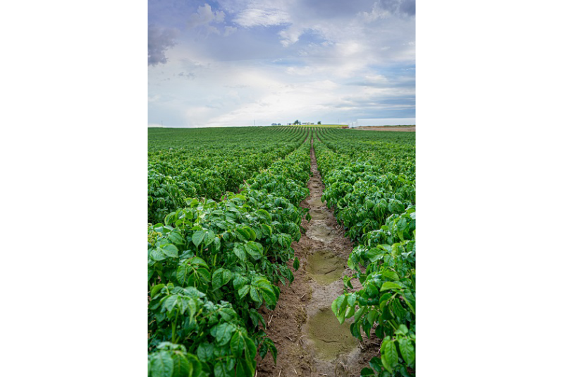 potato field