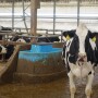 Holstein Cow Freestall Barn Water_Maureen Hanson