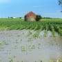 Flooded corn field