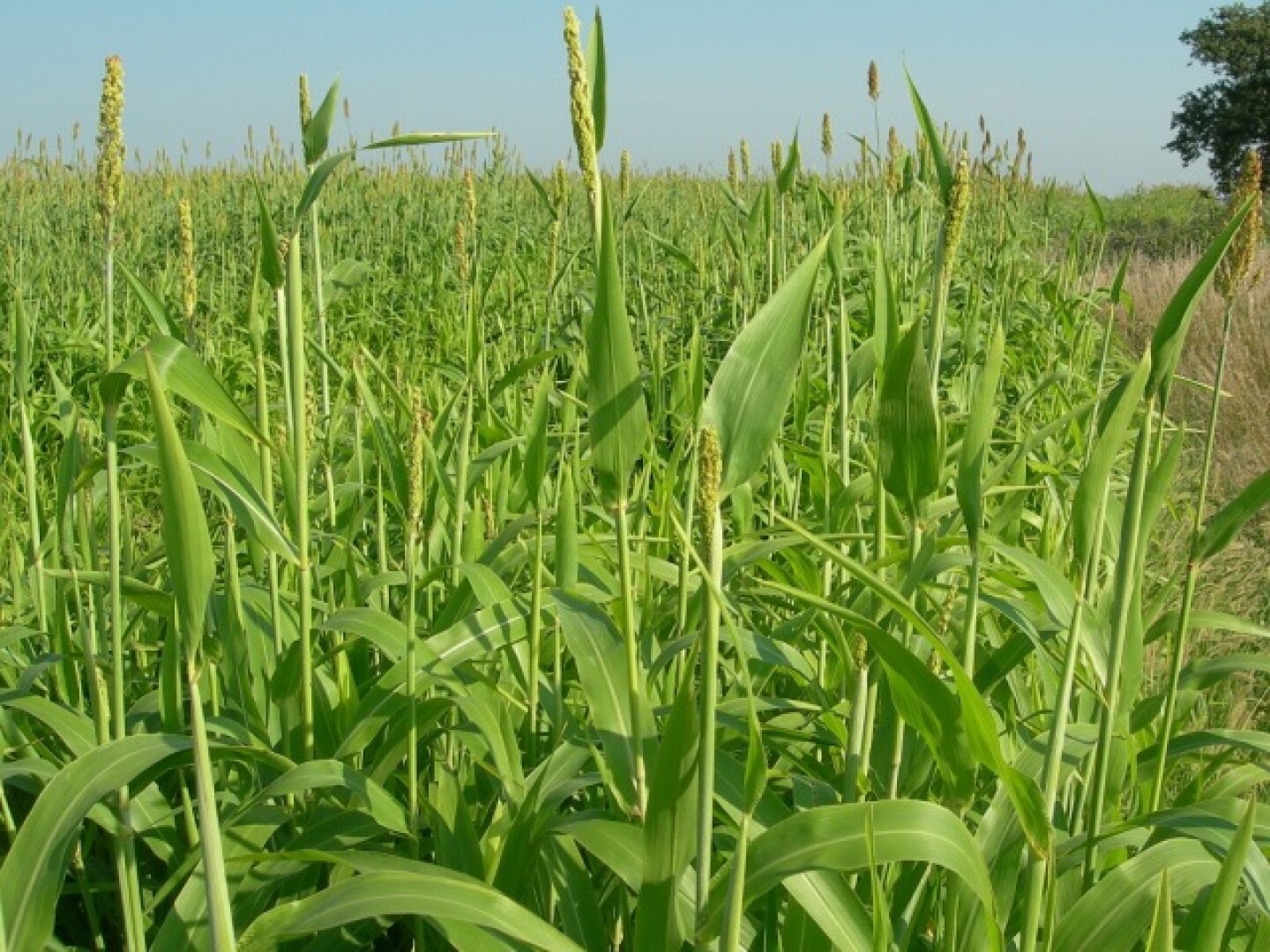Forage_Sorghum