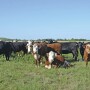 Cull cows represent 20% of a ranch's gross income.