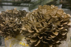 This year, the meal to be served at the Golden Globes will feature mushrooms instead of meat.