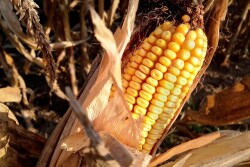 mature_corn_ear