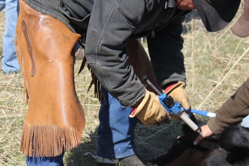 BT_Branding_Vaccinating_Calves