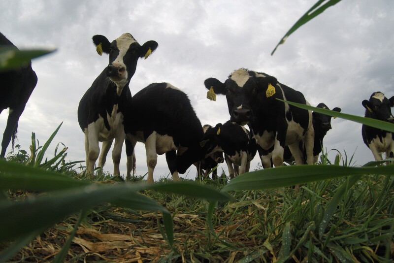 The rapidly evolving beef-on-dairy segment has an opportunity to quickly accelerate beef production. 