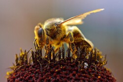 Honeybee