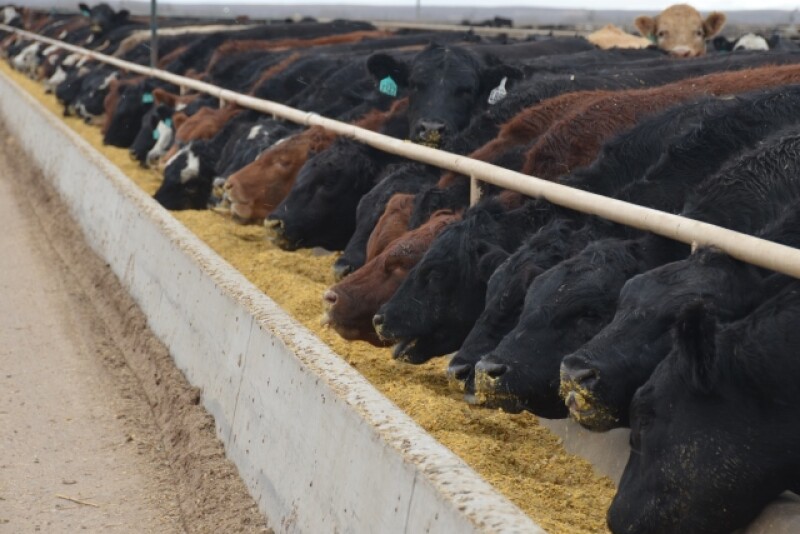 BT_Feedlot_Cattle_Bunk