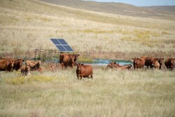 Cows around solar panel water tank