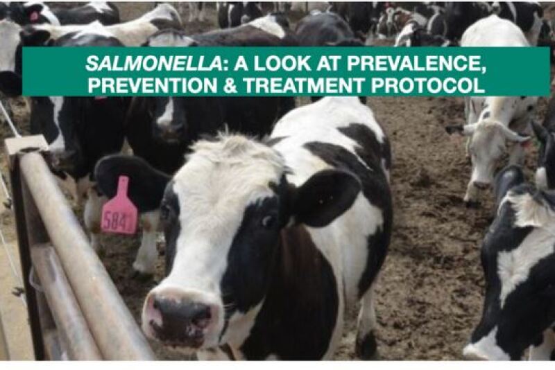 Holsteins in feedlot.