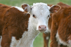 Selling more calves as it relates to cows exposed and cow input costs is a greater indication of business success for your beef producers than any other production parameter.