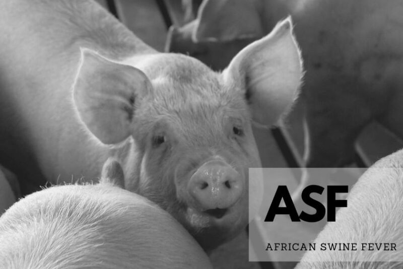 African Swine Fever