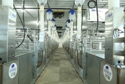 Labor-friendly automated sow feeding