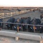 Feedlot HP1.JPG