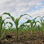 corn plants