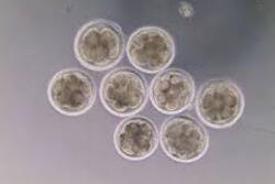 Highly buoyant embryos with long descent times fail to develop at a significantly higher rate compared with the rest of the cohort. 