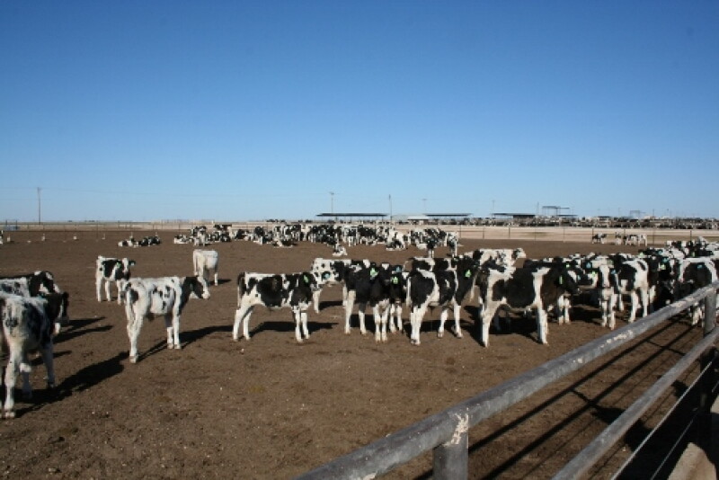 While pathogen exposure, environment and diet are similar, some of these cattle will contract BRD while others remain healthy, suggesting a genetic component to susceptibility or resistance.