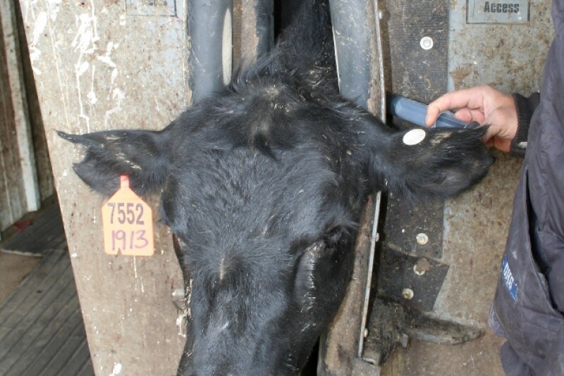 The draft guidance covers dosage forms such as injectable or intra-mammary antibiotic products now available over the counter for use in beef and dairy cattle. 