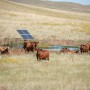 Cows around solar panel water tank